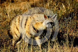 Wolf-like member of hyena family called Aardwolf