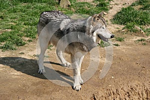 A wolf is living in a zoo in France photo