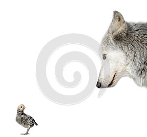 Wolf looking at a chick against white background