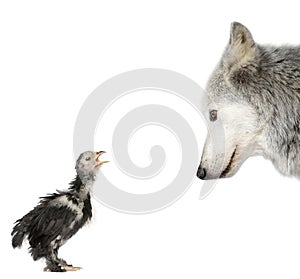 Wolf looking at a chick against white background