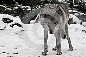 A wolf looks directly at you with its head down - a wolf`s gaze, the figure of a predator expresses danger