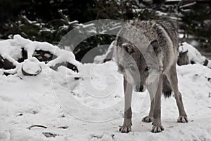 A wolf looks directly at you with its head down â€” a wolf`s gaze; a wheel from a peasant cart lies in the snow next to it