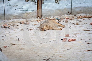 Wolf lying in the snow