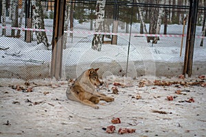 Wolf lying in the snow