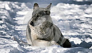 Wolf lying on the snow in the forest