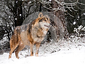 Wolf male in the snow