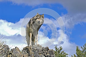 Wolf on Montana ridge
