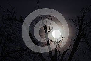 Wolf moon with bare branches, horizontal