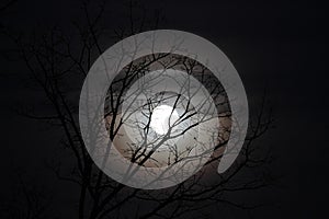 Wolf moon with bare branches, round halo