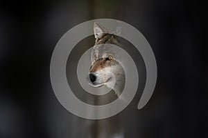 Wolf Muzzle. European Wolf With Glowing Eyes Among Tree Trunks, Dark Background. photo