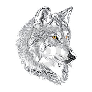 Wolf muzzle sketch photo