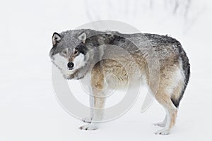 One Wolf in the Snow