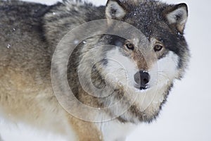 Wolf look in the Camera