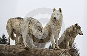 Wolf pack