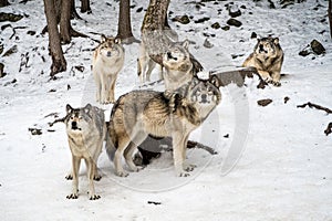 Gray wolf pack with alpha in the center looking at camera