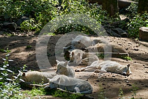 Wolf pack of big and white Hudson Bay Wolf, lives in the Arctic and at the northwestern coast of Hudson Bay in Canada.