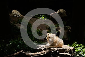 Wolf pack of big and white Hudson Bay Wolf lives in the Artic Canis lupus hudsonicus