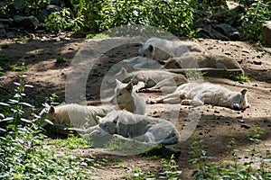 Wolf pack of big and white Hudson Bay Wolf, lives in the Artic and at the northwestern coast of Hudson Bay in Canada