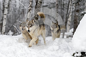 Wolf Pack (Canis lupus) Moves Forward Through Woods Winter