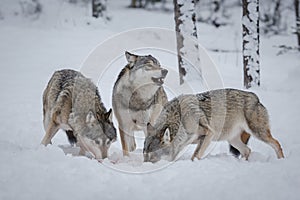 Wolf pack photo