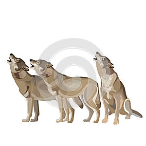 Wolf pack howling