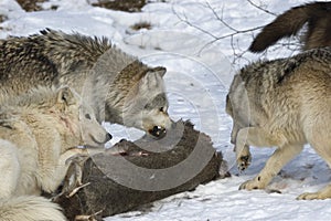 Wolf pack interaction