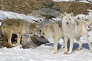 Wolf pack on kill photo