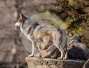 Wolf pack leader looking for prey at Brookfield Zoo