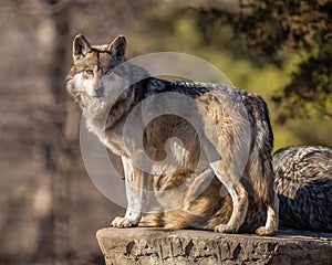 Wolf pack leader scans the horizon at Brookfield Zoo