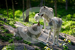 Wolf Pack of Three Wolves