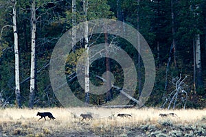 Wolf pack in Yellowstone photo