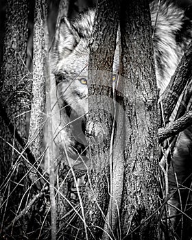 Wolf peering through the trees