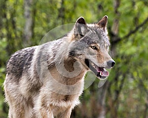 Wolf Photo Stock. Close-up profile view in the bushes in springtime in Northern Ontario in its environment and habitat with a blur