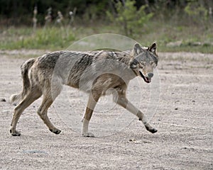 Wolf Photo Stock. Close-up profile view in the bushes in springtime in Northern Ontario looking at camera in its environment and