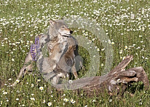 Wolf with Playful Pups in Wildflowers