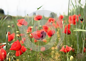 Wolf poppy - Papaveraceae in the landscape Wolfsee