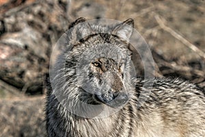 Wolf portrait