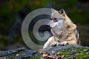 Wolf portrait photo