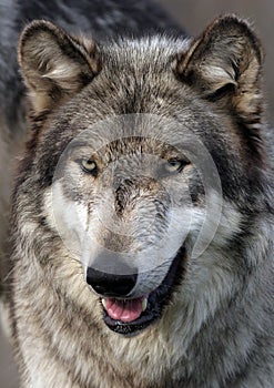 Wolf portrait