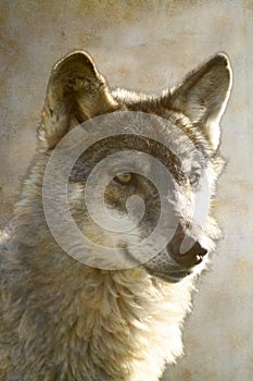 Wolf portrait on antique paper background