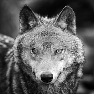 Wolf portrait. Black and white