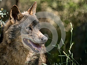 Wolf portrait (Canis lupus signatus) in the bushes in summer