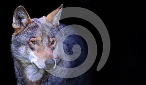 wolf portrait close up
