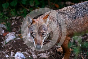 Wolf portrait in the foreground