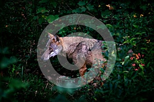 Wolf portrait in the foreground