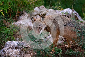 Wolf portrait in the foreground