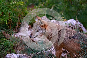 Wolf portrait in the foreground