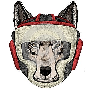 Wolf portrait. Head of wild animal. Boxing helmet.