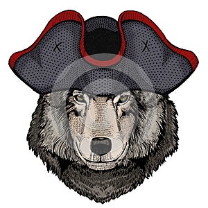 Wolf portrait. Head of wild animal. Cocked hat.