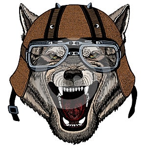 Wolf portrait. Head of wild animal. Motorcycle helmet.